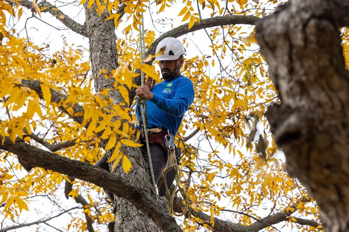 Skilled Tree Planing crew working in Churchville