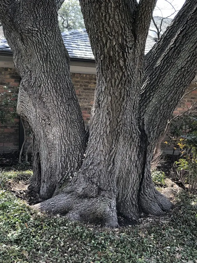 Mature heritage tree close to a Churchville property cared for by certified arborists